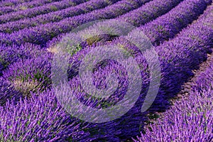 Lavender field summer landscape near Valensole