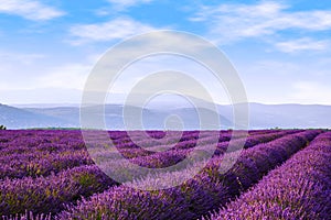 Lavender field summer near Sault.