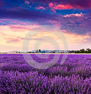 Lavender field summer near Sault.