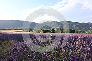 Lavender field in Summer in Provence France