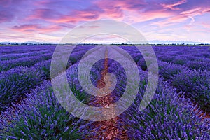 Lavender field summer sunset landscape