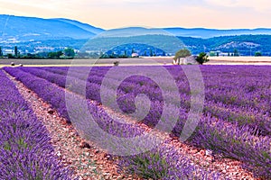 Lavender field summer sunset landscape near Sault