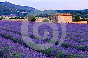 Lavender field summer sunset landscape near Sault