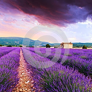 Lavender field summer sunset landscape