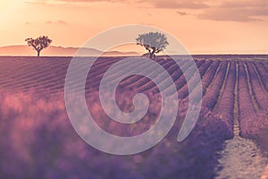 Lavender field summer sunset landscape near Valensole.