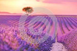 Lavender field summer sunset landscape near Valensole.