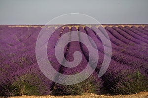 Lavender field summer sunset landscape near Valensole. Provence,France