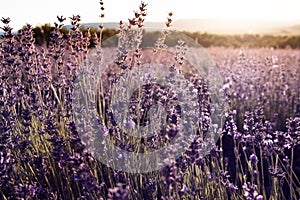 Lavender Field in the summer sunset time