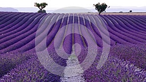 Lavender field in the summer in Valensole