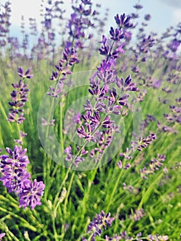 Lavender field in summerdays