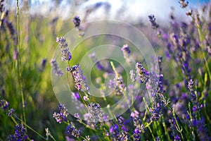 Lavender field in sunlight, Pannonhalma, Hungary, Beautiful image of lavender field. Lavender flower field