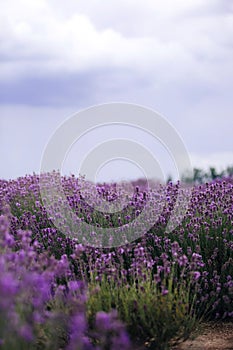 Lavender field in sunlight,Provence, Plateau Valensole. Beautiful image of lavender field.Lavender flower field