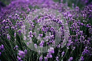 Lavender field in sunlight,Provence, Plateau Valensole. Beautiful image of lavender field.Lavender flower field