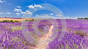 Lavender flower blooming scented fields in endless rows. Valensole plateau, Provence, France, Europe