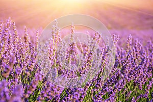 Sunny lavender field in Provence, Plateau de Valensole, France