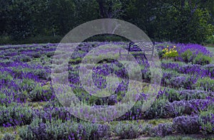 Lavender Field On A Sunny Day