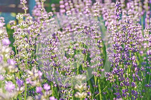 Lavender field sunny mood closeup background