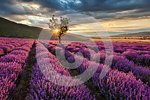 Lavender field at sunrise