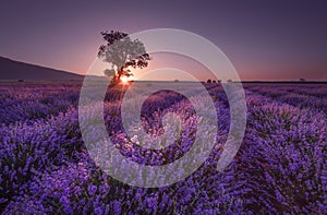 Lavender field at sunrise with lonely tree. Summer sunrise landscape, contrasting colors.