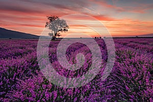 Lavender field at sunrise with lonely tree. Summer sunrise landscape, contrasting colors.