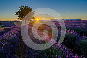 Lavender field at sunrise in Provence