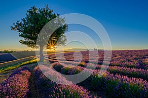 Lavender field at sunrise in Provence