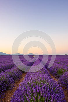 Lavender field at sunrise Valensole Plateau Provence iconic french landscape