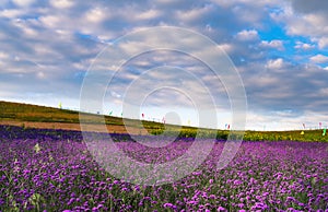 Lavender field in sunset