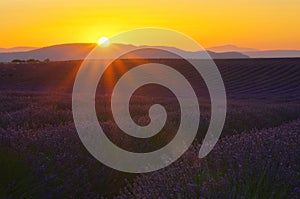 Lavender field sunset