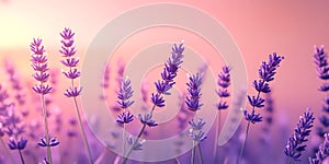 Lavender Field Sunset