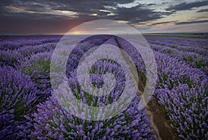 Lavender field at sunset