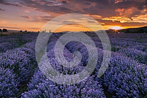 Lavender field at sunset