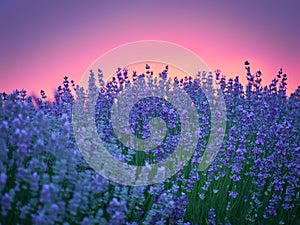 Lavender field at sunset