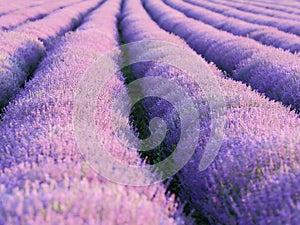 Lavender field at sunset