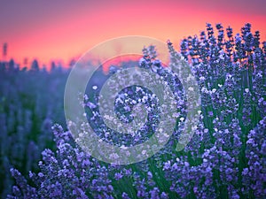 Lavender field at sunset