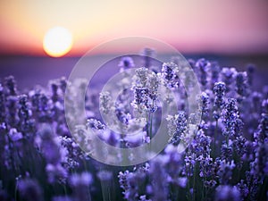 Lavender Field at sunset in Bulgaria