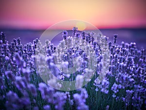 Lavender Field at sunset in Bulgaria