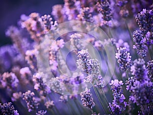 Lavender Field at sunset in Bulgaria