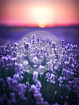 Lavender Field at sunset in Bulgaria