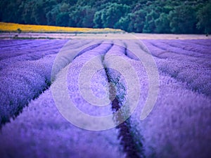 Lavender Field at sunset in Bulgaria