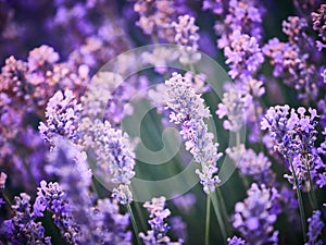 Lavender Field at sunset in Bulgaria