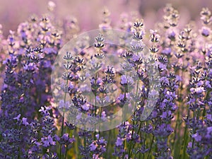 Lavender field at sunset photo