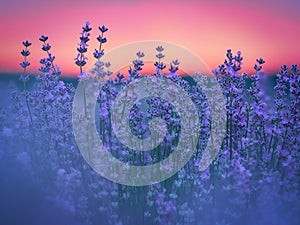 Lavender field at sunset photo