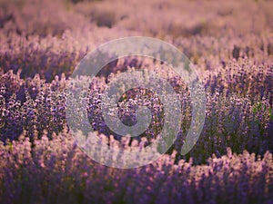 Lavender field at sunset photo