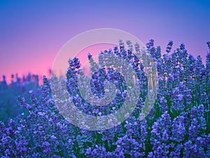 Lavender field at sunset photo