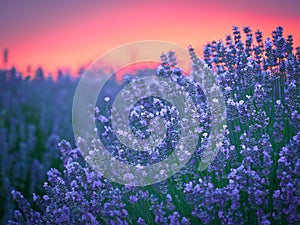 Lavender field at sunset photo