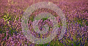 Lavender field before Sunset Close-up