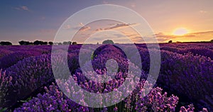 Lavender field at sunset and endless blooming flowers in rows 4k Video.