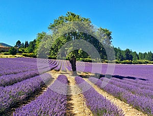 Lavender field sunset landscape with single tree on horizon contrasting colors