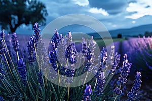 Lavender field sunset and lines